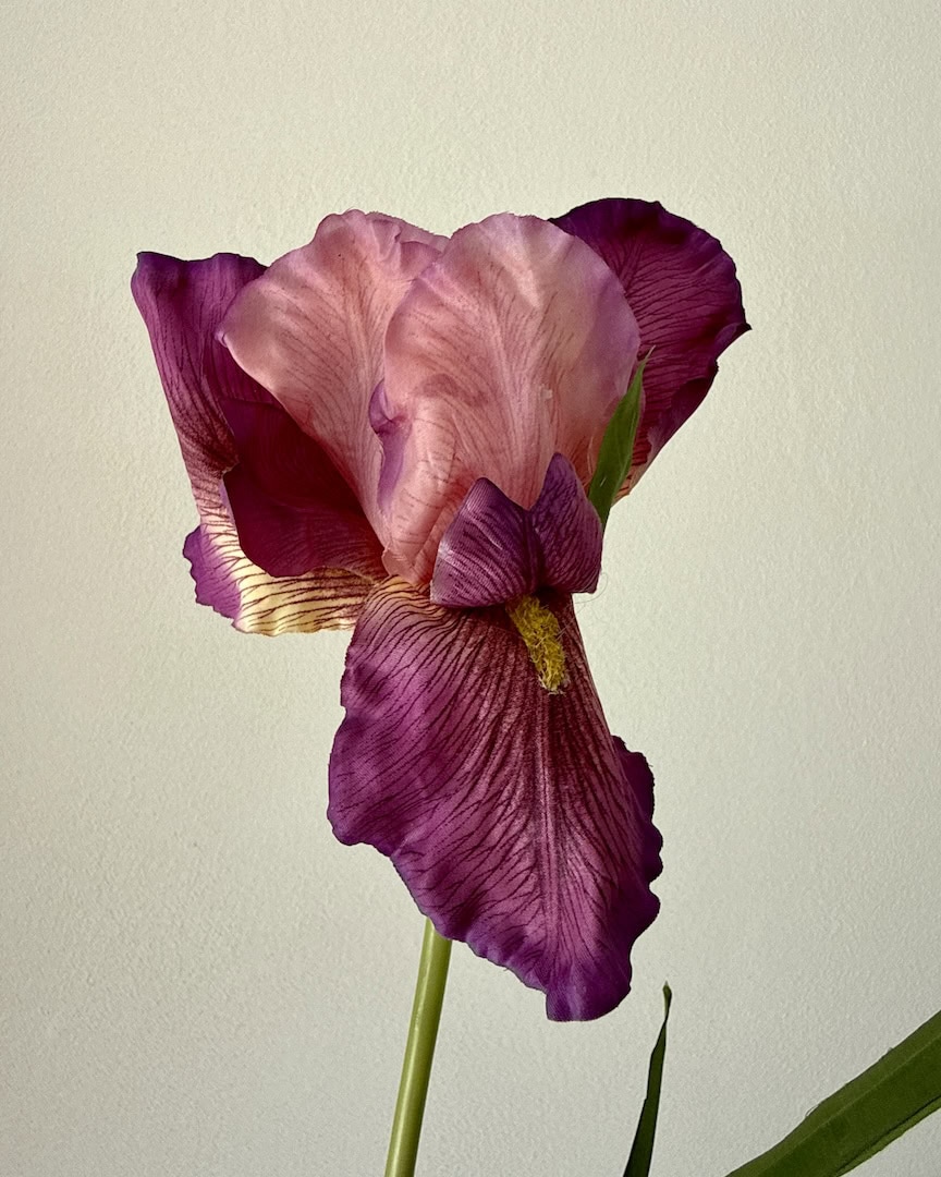 Iris purple 2