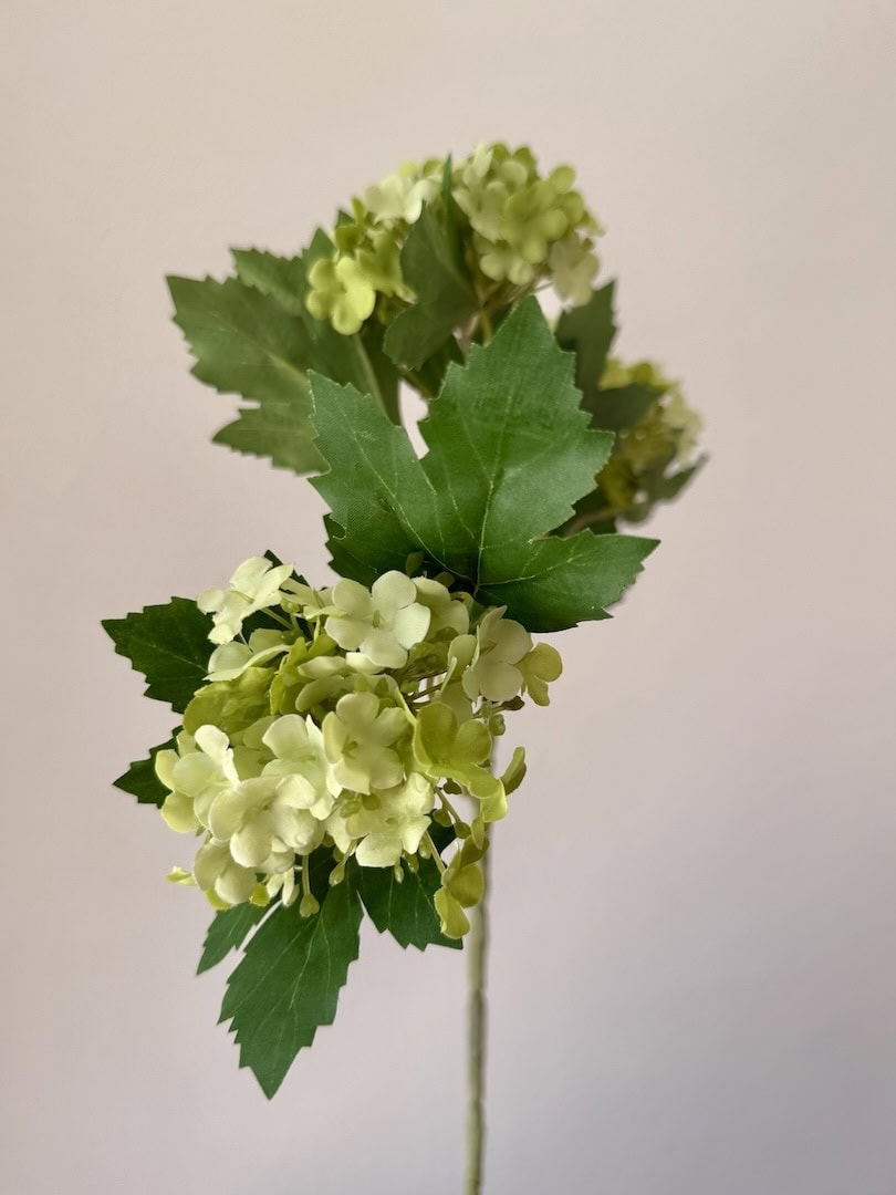 Viburnum Green 2